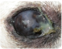 Yorkshire Terrier Eye Disease Yorkshire Yorkshire Terrier, Yorkshire Terrier Kölykök eladók