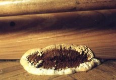 Cum să facem față cu ciuperca pe lemn