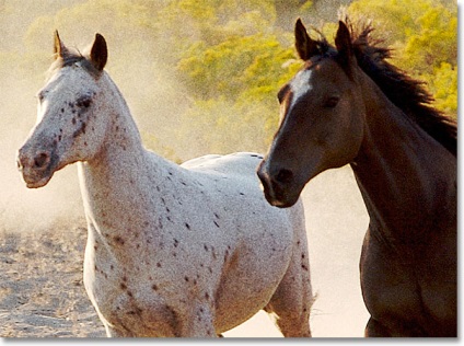 Cum se adaugă granularitatea în rețeaua fotografică Photoshop