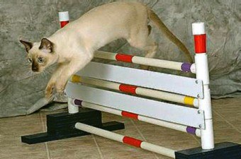 Cum de a instrui o pisică de formare a competențelor noi