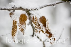 Cum să fotografiezi îngheț