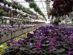 Milyen virágokat termesztenek az üvegházakban, mindent az üvegházhatású virágokról