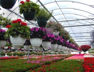 Milyen virágokat termesztenek az üvegházakban, mindent az üvegházhatású virágokról
