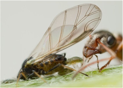 Cum să scapi de furnici cum să se ocupe cu grădinar blog-ul video de furnici
