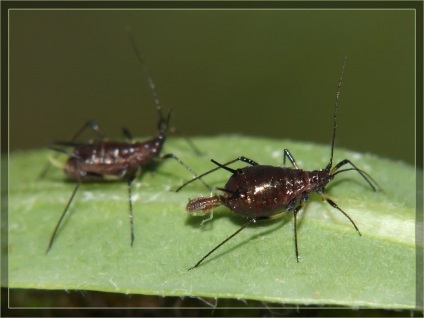 Cum să scapi de furnici cum să se ocupe cu grădinar blog-ul video de furnici