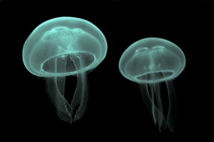 Hogyan készítsünk finomságokat a medúzairól