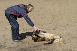 Cum să înveți un câine echipei 