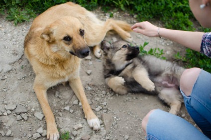 Cum să ajuți animalele fără adăpost în Ulyanovsk