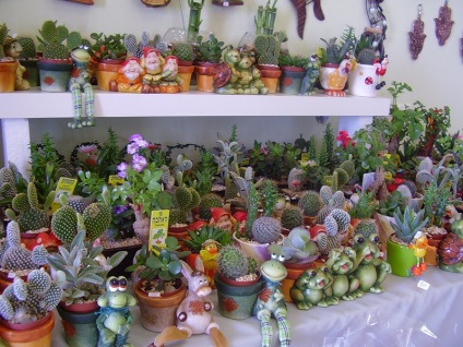 Cum se cumpără descrierea cactusului, reproducerea, îngrijirea, plantarea, fotografia, aplicația grădinii, varietățile și speciile