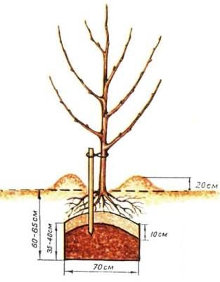 Cum să plantezi un copac (măr, pere, prune) - viața mea