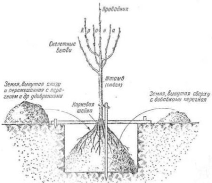 Cum să plantezi un copac (măr, pere, prune) - viața mea