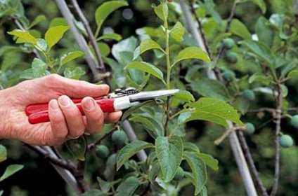 Cum să plantezi corespunzător un prun și să ai grijă de el - secretele grădinarilor