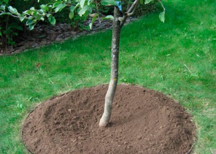 Hogyan kell megfelelően elhelyezni egy szilvafa és gondoskodni róla - a kertészek titkait