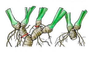 Hogyan kell helyesen megosztani és transzplantálni az íriszeket nyáron?