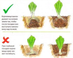 Hogyan kell helyesen megosztani és transzplantálni az íriszeket nyáron?