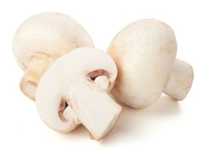 Cum să gătești ciuperci de ciuperci în creștere albă la domiciliu, cum să recoltă în mod corespunzător,