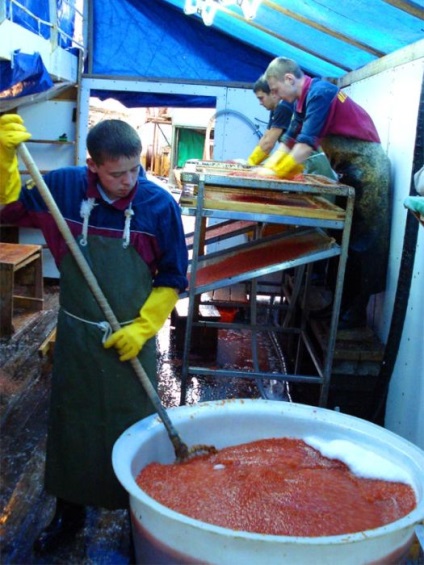 Cum se produce caviarul roșu (12 fotografii) - trinitatea
