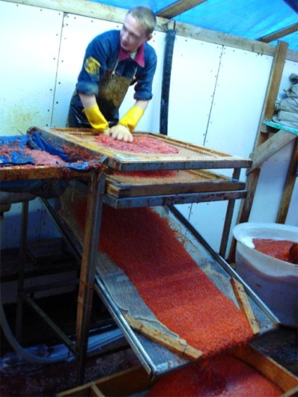 Cum se produce caviarul roșu (12 fotografii) - trinitatea