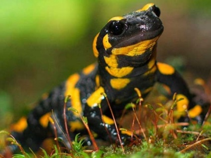 Cum să găzdui un salamandru de foc