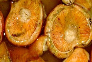 Cum de a sare mod rozhikov fierbinte pentru iarna cele mai bune retete, site-ul ciuperci