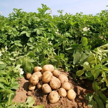 Cum de a salva cultura de cartof 2781