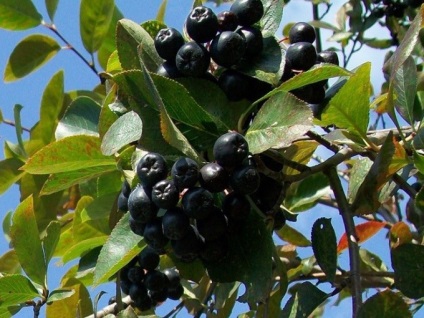 Hogyan készítsünk komótot az aronia tree ashberry-ből - fekete krémet tartalmazó kompót közvetlenül inni - kulináris receptek