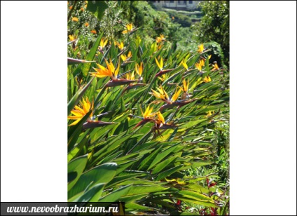 Mint egy herbaceous növény szakaszban - mérgező bogyók