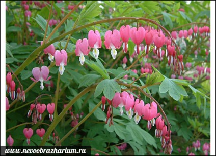 Mint egy herbaceous növény szakaszban - mérgező bogyók