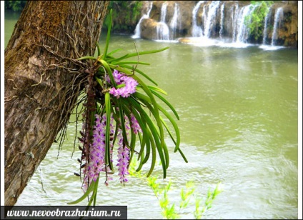 Ca o plantă erbacee în etape - fructe de plante otrăvitoare