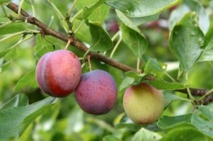 Cum de a crește producția de pomi fructiferi în grădină