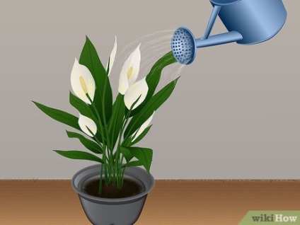 Hogyan törődjünk a trópusi virágokkal