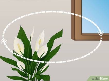 Cum să îngrijești florile tropicale
