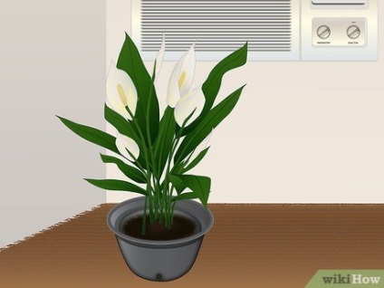 Cum să îngrijești florile tropicale