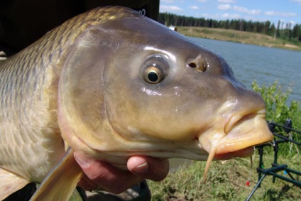 Milyen halak elkapni egy horgász nyári leltárt, mit kell tennie a halászathoz?