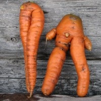 Cum să alegi și să salvezi morcovii