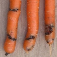 Cum să alegi și să salvezi morcovii
