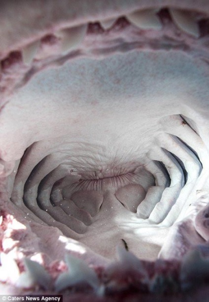 Cum arată gura rechinului din interior?
