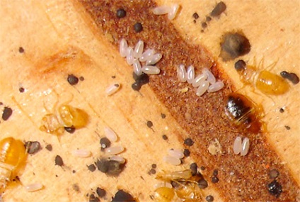 Cum arată ouăle de bug-uri de pat și unde le pun (foto)