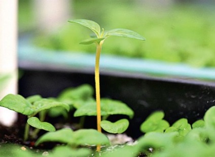 Как да расте разсад на проблеми и решения - растения