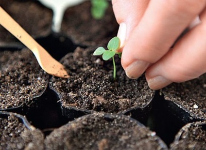 Как да расте разсад на проблеми и решения - растения