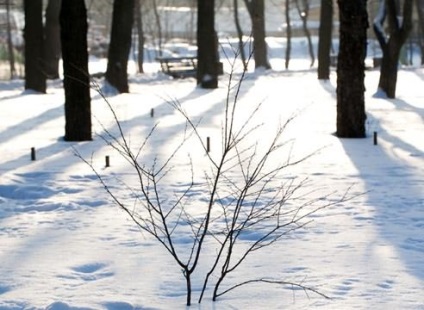 Cum de a proteja copacii de arsurile solare, a condus în grădină!