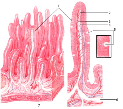 Az intestinalis villi, szerkezete, funkciói és feladata