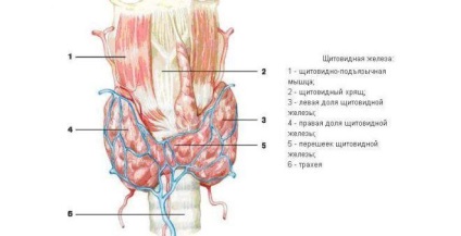 Chistul glandei tiroide - cod pentru μb-10