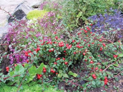 Cotoneaster pentru tobogane alpine