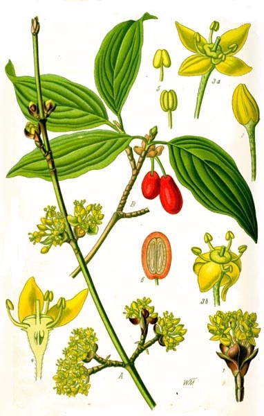 Common dogwood, descrierea și proprietățile medicinale ale cornelianului, aplicarea în medicina populară și tratamentul