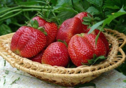 Strawberry Mashenka Descrierea soiului, Foto, Creștere, Reproducere, Recenzii