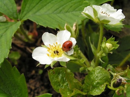 Strawberry Mashenka Descrierea soiului, Foto, Creștere, Reproducere, Recenzii