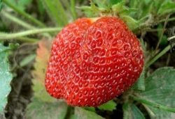 Strawberry Mashenka Variety Leírás, Fotó, Növekedés, Sokszorosítás, Vélemények