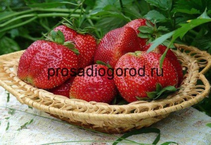 Strawberry Mashenka Variety leírás és leírás, termesztés és gondozás, videó és fotók