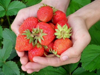 Strawberry Mashenka Descriere varietate, comentarii